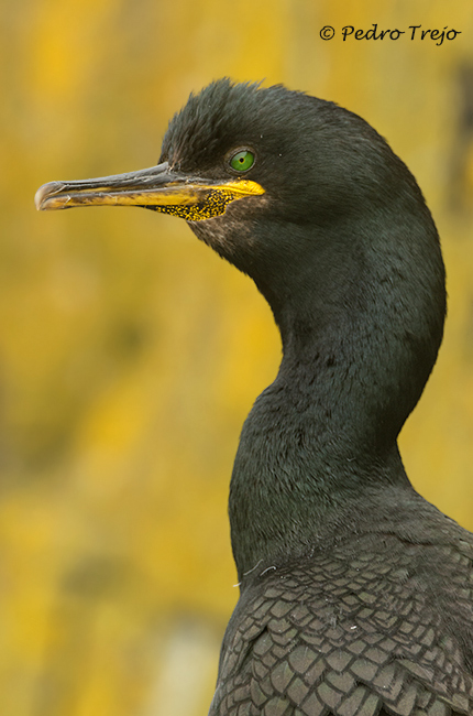 Cormorán moñudo (Phalacrocorax aristotelis)